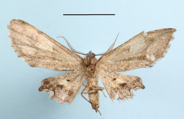 /filer/webapps/moths/media/images/R/ridicula_Sesquialtera_A_MGCLb_01.JPG