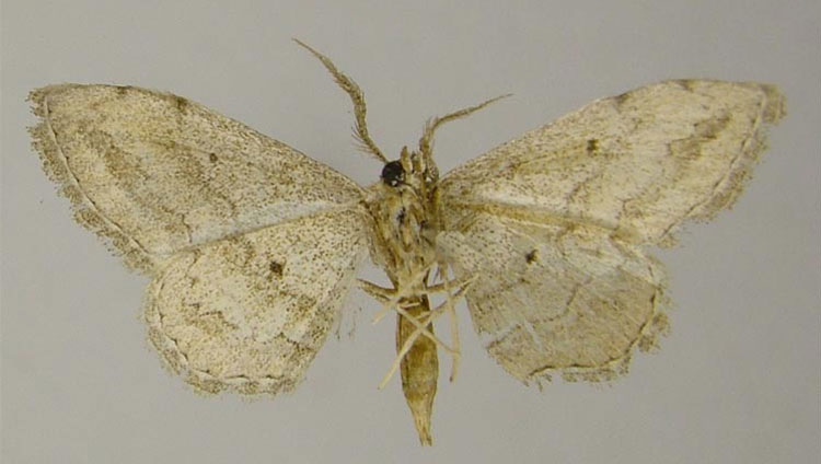 /filer/webapps/moths/media/images/R/riedeli_Scopula_HT_ZSMb.jpg