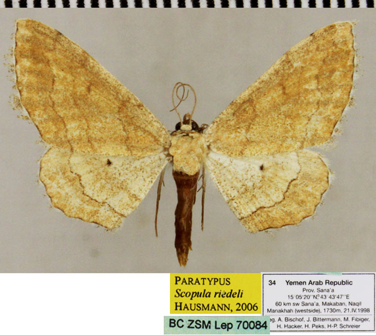 /filer/webapps/moths/media/images/R/riedeli_Scopula_PTF_ZSM.jpg