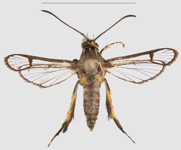 /filer/webapps/moths/media/images/R/riefenstahli_Crinipus_HT_SMNSa.jpg
