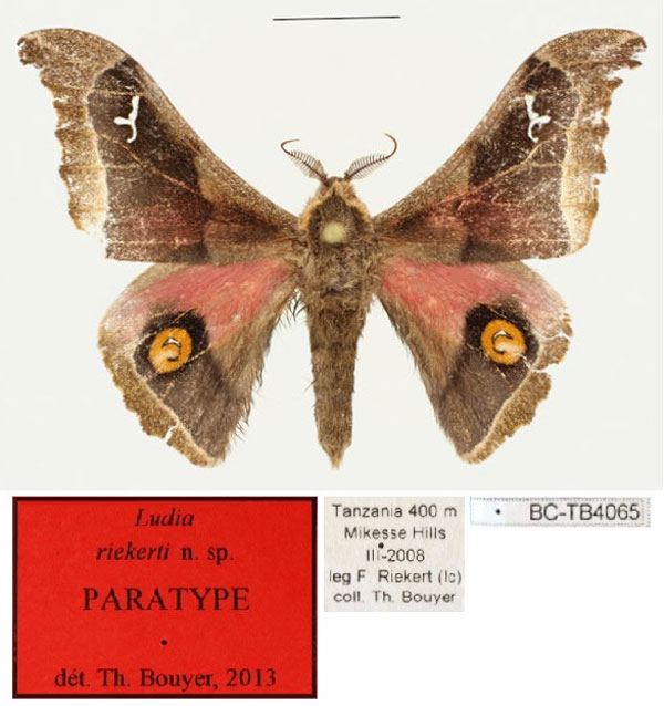 /filer/webapps/moths/media/images/R/riekerti_Ludia_PT_RBINS_01.jpg