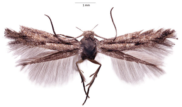 /filer/webapps/moths/media/images/R/riftella_Elachista_HT_Agassiz.jpg