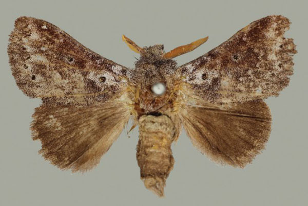 /filer/webapps/moths/media/images/R/riftensis_Haplopacha_HT_BMNH.jpg