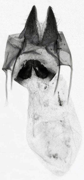 /filer/webapps/moths/media/images/R/rindini_Sesamia_GFPT_MNHN_683.jpg