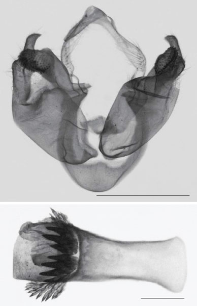 /filer/webapps/moths/media/images/R/rindini_Sesamia_GMHT_MNHN_737.jpg