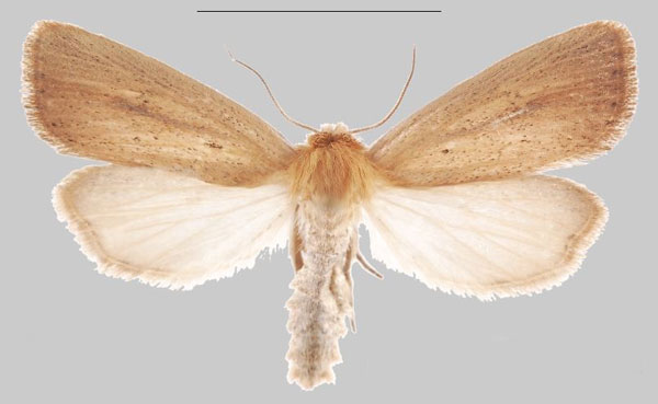 /filer/webapps/moths/media/images/R/rindini_Sesamia_HT_MNHNa.jpg