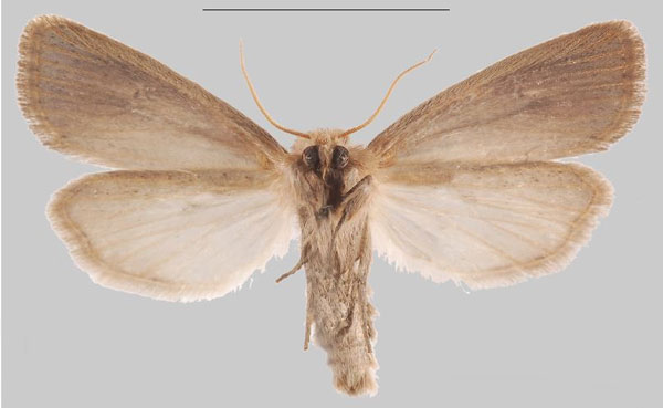 /filer/webapps/moths/media/images/R/rindini_Sesamia_HT_MNHNb.jpg