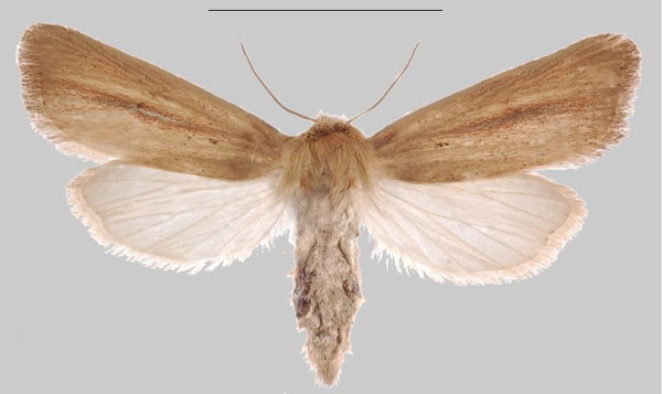 /filer/webapps/moths/media/images/R/rindini_Sesamia_PTF_MNHNa.jpg