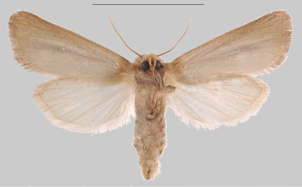 /filer/webapps/moths/media/images/R/rindini_Sesamia_PTF_MNHNb.jpg