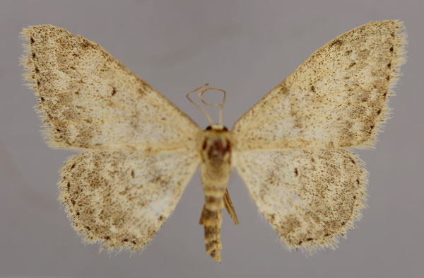 /filer/webapps/moths/media/images/R/risa_Scopula_A_ZSM_01.jpg