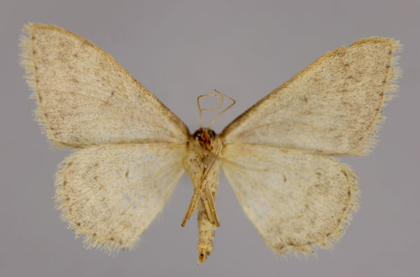 /filer/webapps/moths/media/images/R/risa_Scopula_A_ZSM_02.jpg