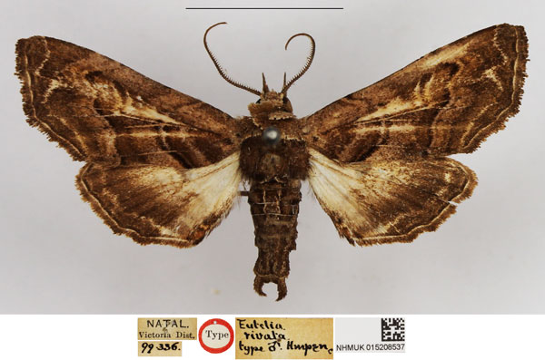 /filer/webapps/moths/media/images/R/rivata_Eutelia_HT_NHMUK.jpg