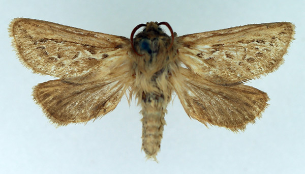 /filer/webapps/moths/media/images/R/rivula_Eudalaca_AM_TMSA_01.jpg