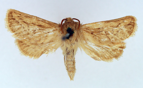 /filer/webapps/moths/media/images/R/rivula_Eudalaca_AM_TMSA_02.jpg