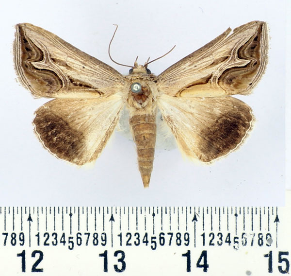 /filer/webapps/moths/media/images/R/rivulata_Cuneisigna_AF_BMNH.jpg