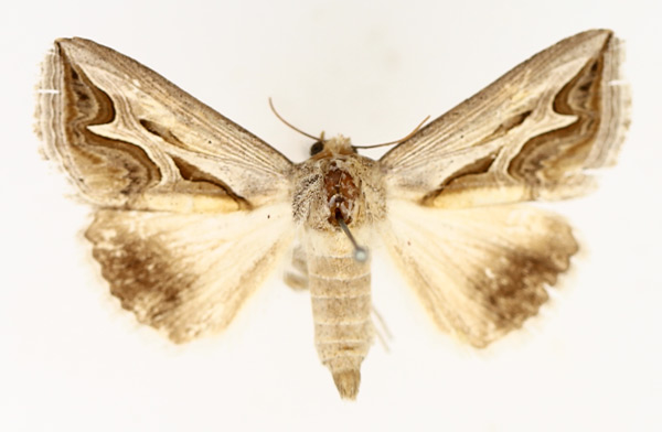 /filer/webapps/moths/media/images/R/rivulata_Cuneisigna_AF_TMSA_01.jpg