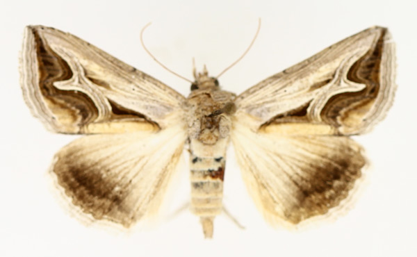 /filer/webapps/moths/media/images/R/rivulata_Cuneisigna_AF_TMSA_02.jpg