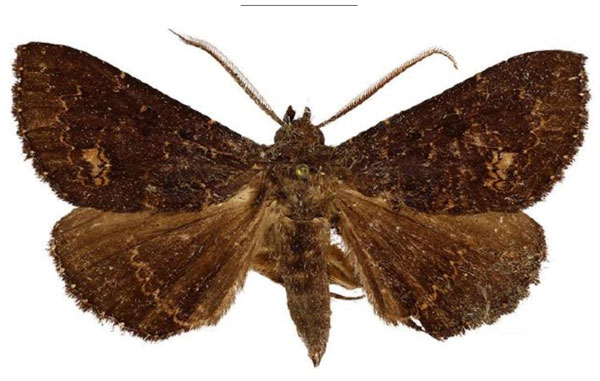 /filer/webapps/moths/media/images/R/rivulosum_Platyja_AM_NHMUK_01.jpg