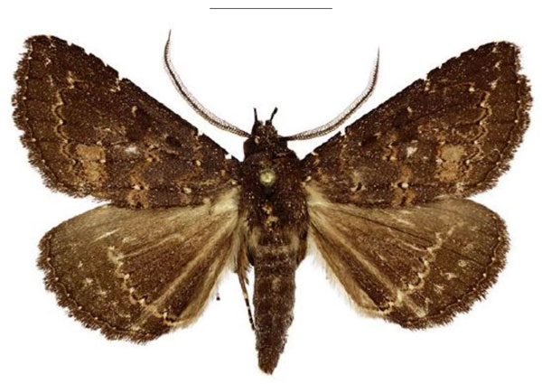 /filer/webapps/moths/media/images/R/rivulosum_Platyja_AM_NHMUK_02.jpg