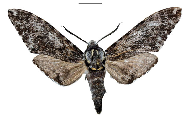 /filer/webapps/moths/media/images/R/robertbecki_Covelliana_HT_SMCRa.jpg