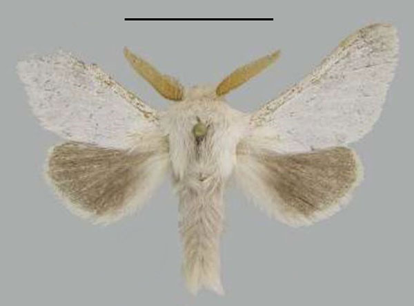 /filer/webapps/moths/media/images/R/roberti_Meyameta_HT_MfN.jpg