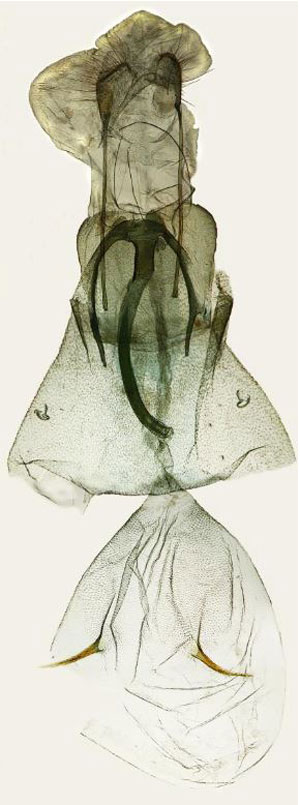 /filer/webapps/moths/media/images/R/roberti_Platyptilia_GFHT_ZSM.jpg