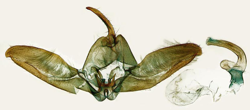 /filer/webapps/moths/media/images/R/roberti_Platyptilia_GMHT_ZSM.jpg