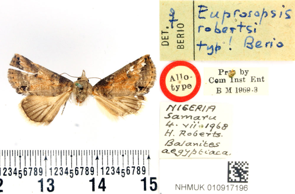 /filer/webapps/moths/media/images/R/robertsi_Eupsoropsis_AT_BMNH.jpg