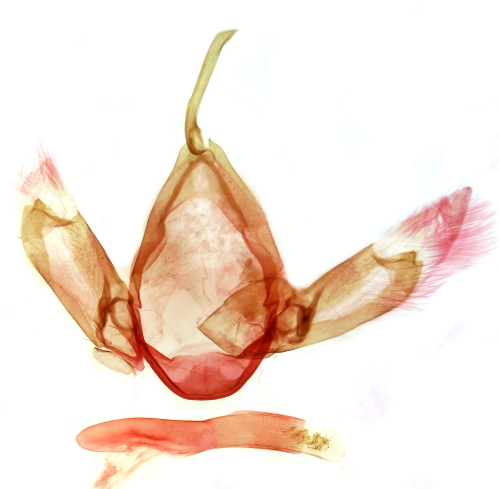 /filer/webapps/moths/media/images/R/robertsi_Eupsoropsis_GMPT_MSNM_4135.jpg