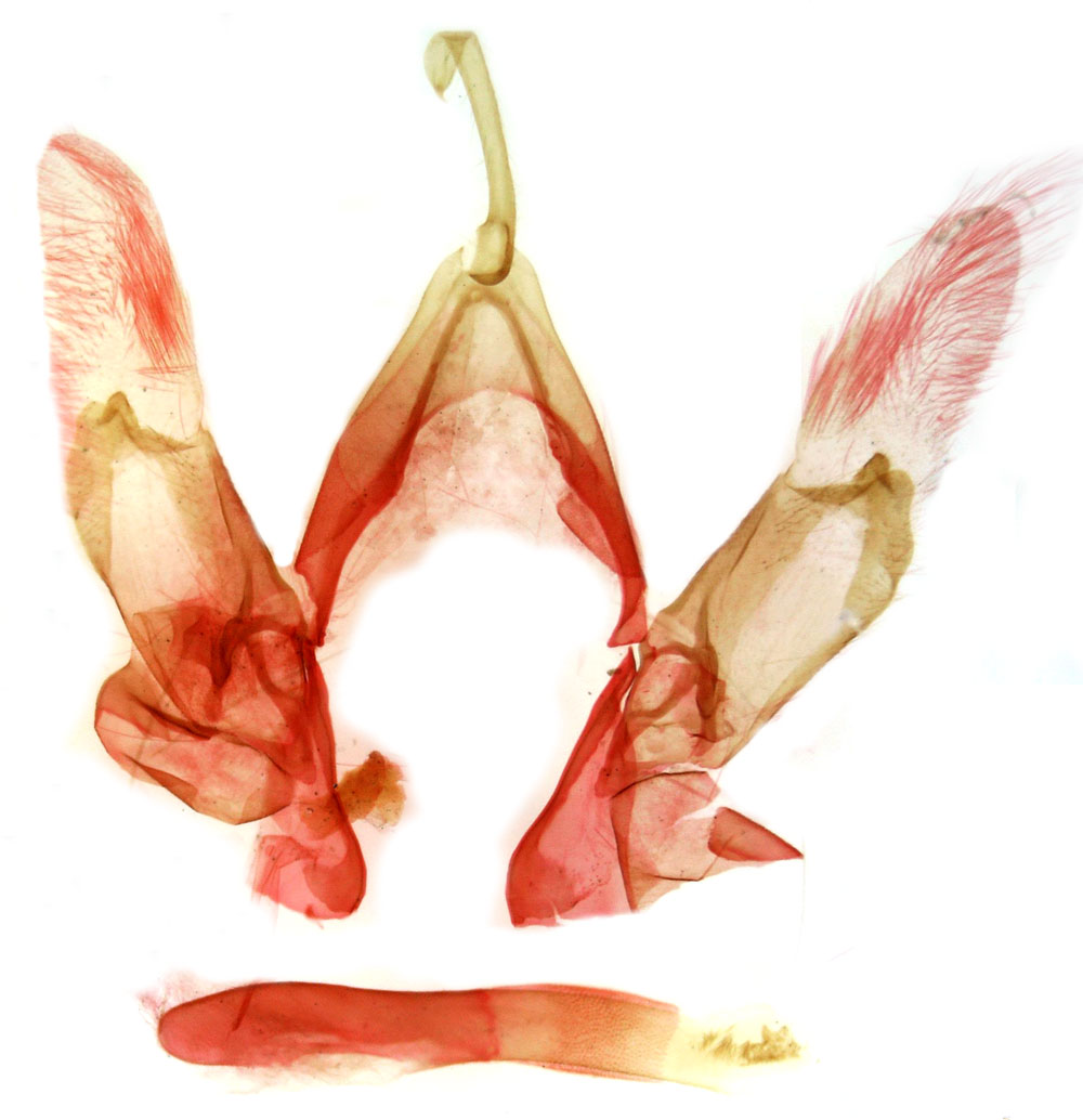 /filer/webapps/moths/media/images/R/robertsi_Eupsoropsis_GMPT_MSNM_4136.jpg