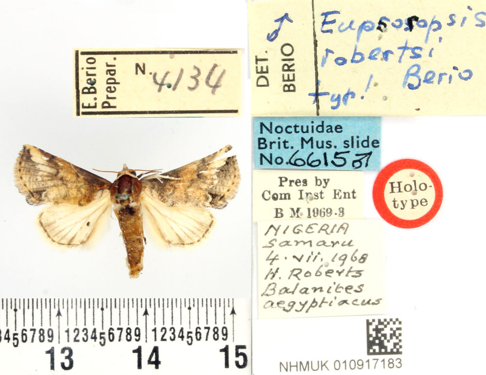 /filer/webapps/moths/media/images/R/robertsi_Eupsoropsis_HT_BMNH.jpg