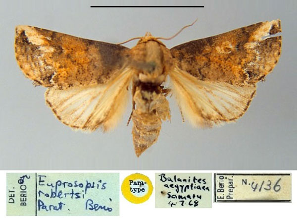 /filer/webapps/moths/media/images/R/robertsi_Eupsoropsis_PT_MSNM.jpg