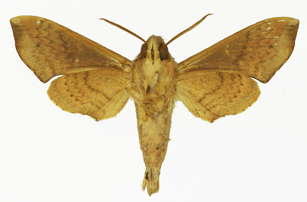/filer/webapps/moths/media/images/R/robertsoni_Temnora_AM_Basquinb.jpg