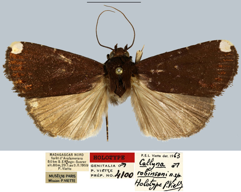 /filer/webapps/moths/media/images/R/robinsoni_Callyna_HT_MNHNa.jpg