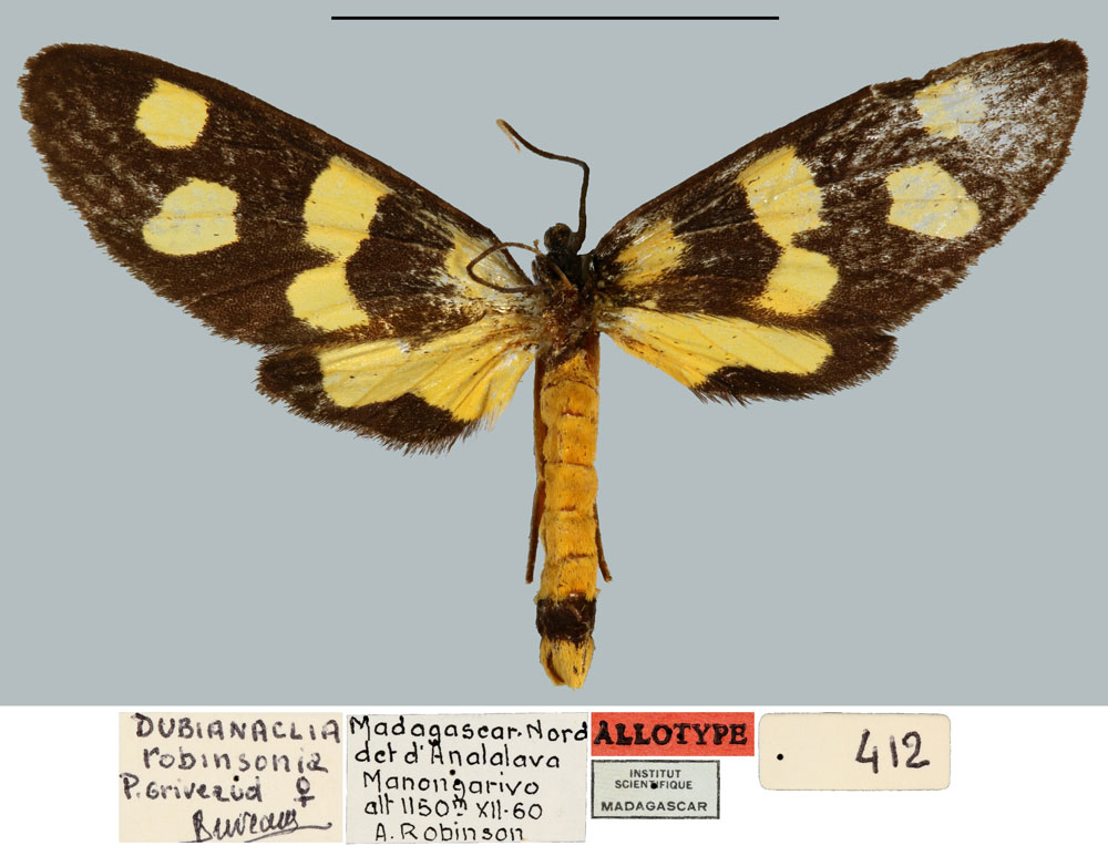 /filer/webapps/moths/media/images/R/robinsoni_Dubianaclia_AT_MNHN.jpg