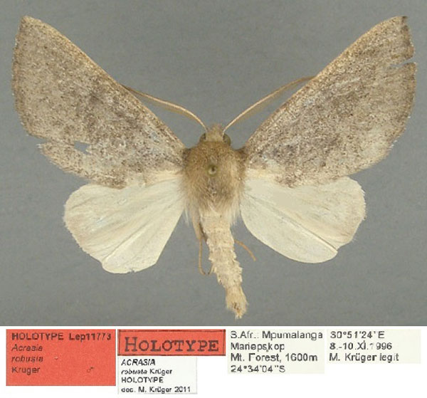 /filer/webapps/moths/media/images/R/robusta_Acrasia_HT_TMSA.jpg