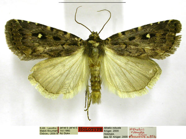 /filer/webapps/moths/media/images/R/robusta_Athetis_HT_TMSA.jpg