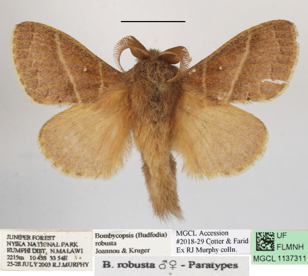 /filer/webapps/moths/media/images/R/robusta_Bombycopsis_AM_MGCLa_03.JPG