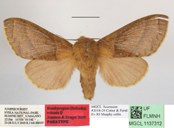 /filer/webapps/moths/media/images/R/robusta_Bombycopsis_PTF_MGCLa_02.JPG