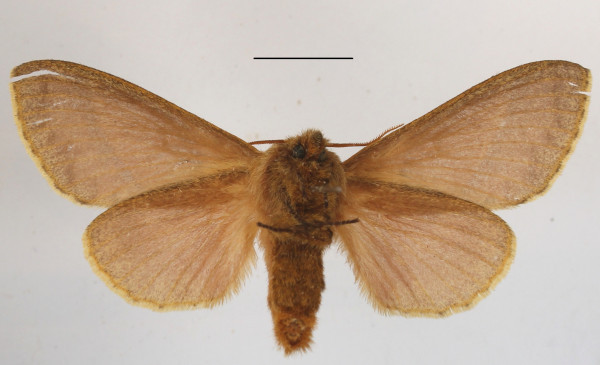 /filer/webapps/moths/media/images/R/robusta_Bombycopsis_PTF_MGCLb_02.JPG