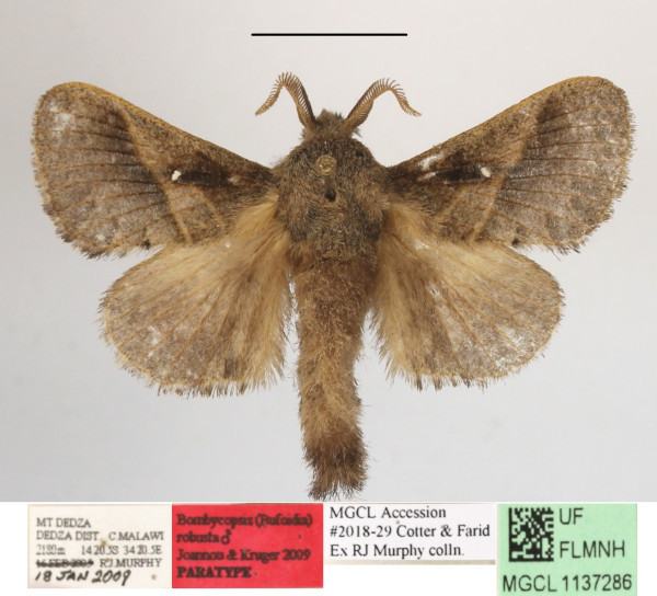 /filer/webapps/moths/media/images/R/robusta_Bombycopsis_PTM_MGCLa_01.JPG
