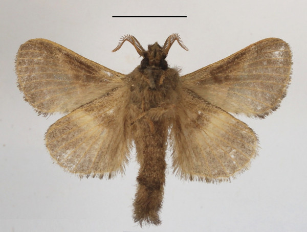 /filer/webapps/moths/media/images/R/robusta_Bombycopsis_PTM_MGCLb_01.JPG