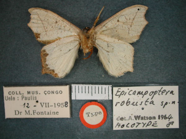 /filer/webapps/moths/media/images/R/robusta_Epicampoptera_HT_RMCA_02.jpg