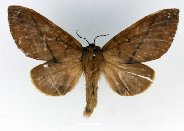 /filer/webapps/moths/media/images/R/robusta_Gastromega_AF_Basquin_01.jpg