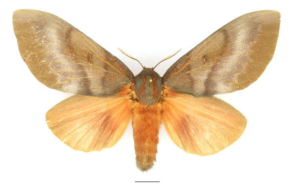 /filer/webapps/moths/media/images/R/robusta_Gonometa_AF_Basquin.jpg