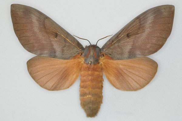 /filer/webapps/moths/media/images/R/robusta_Gonometa_AF_Ihle_01.jpg