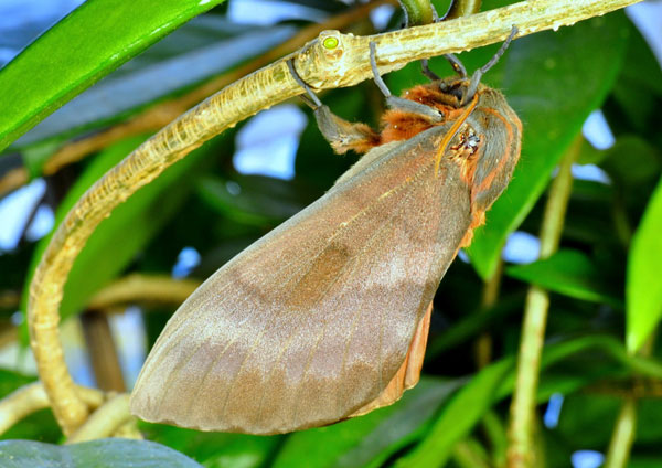 /filer/webapps/moths/media/images/R/robusta_Gonometa_AF_Ihle_02.jpg