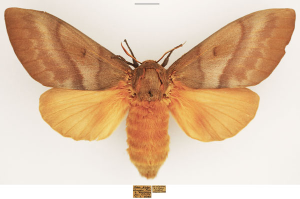 /filer/webapps/moths/media/images/R/robusta_Gonometa_AF_TMSA.jpg