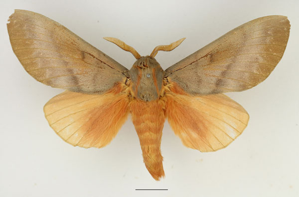 /filer/webapps/moths/media/images/R/robusta_Gonometa_AM_Basquin_01.jpg