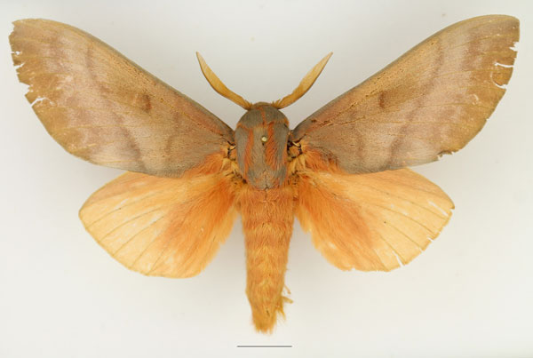 /filer/webapps/moths/media/images/R/robusta_Gonometa_AM_Basquin_02.jpg
